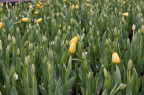 IMGP1483_PS_1