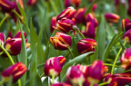 IMGP1484_PS