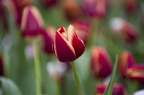 IMGP1485_PS_1