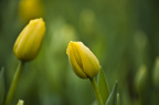 IMGP1486_PS