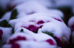 IMGP1489_PS
