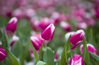 IMGP1494_PS_1