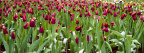 IMGP1501_PS
