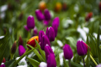 IMGP1527_PS