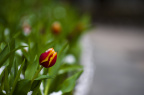 IMGP1530_PS