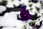IMGP1612_PS