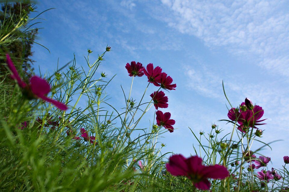 格桑花 上海滨江森林公园