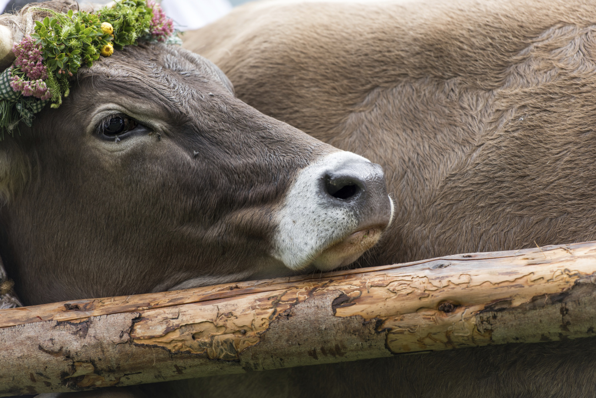 TTW_9492 - xjtang - 图虫摄影网