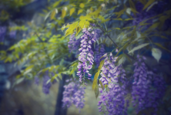 紫藤花开