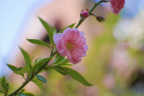桃花开了
