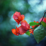 花花草草