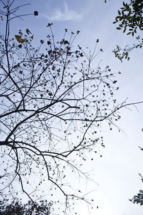 枝桠 花卉 尼康 hi!枝桠 金小虾 图虫摄影网