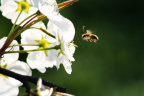 蜜蜂