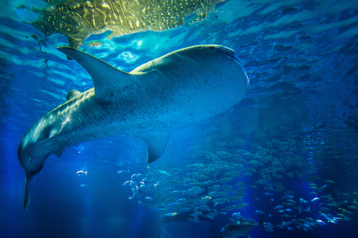 大阪海游馆 - 日本, 大阪, 佳能, 35mm, 色彩, 动