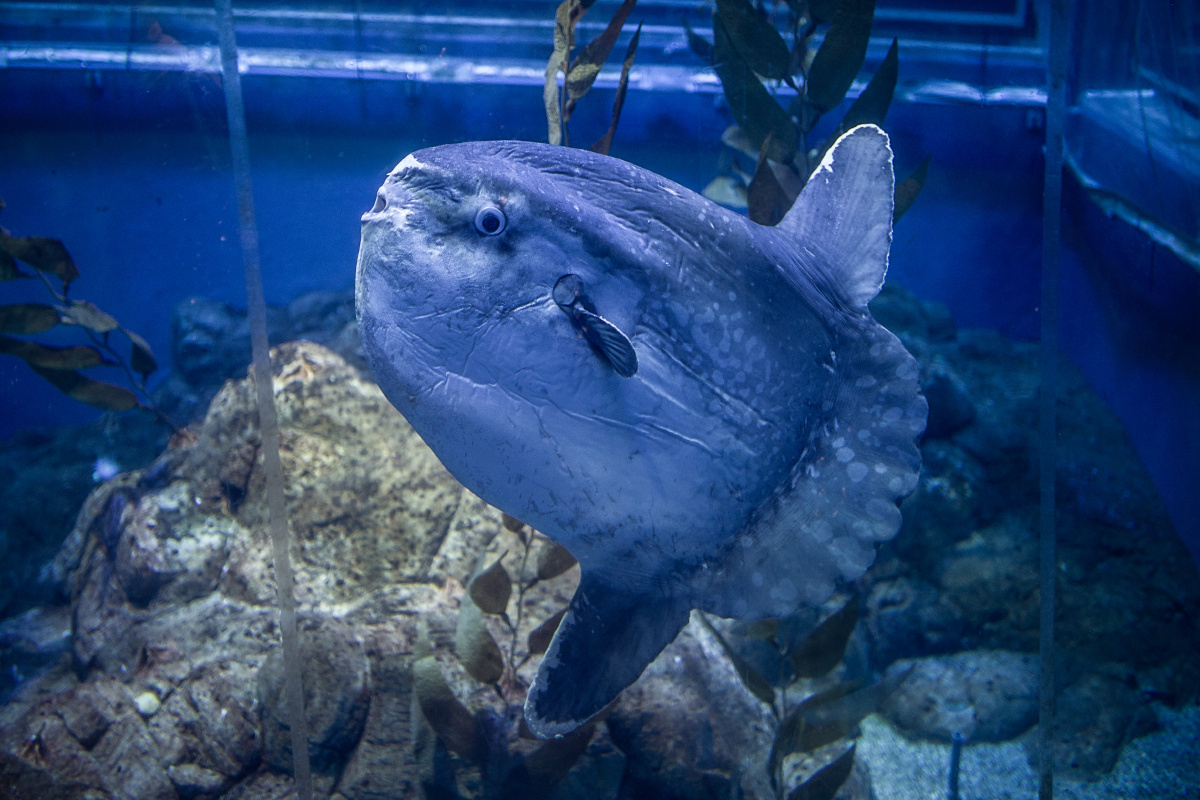 大阪海游馆 - 日本, 大阪, 佳能, 35mm, 色彩, 动