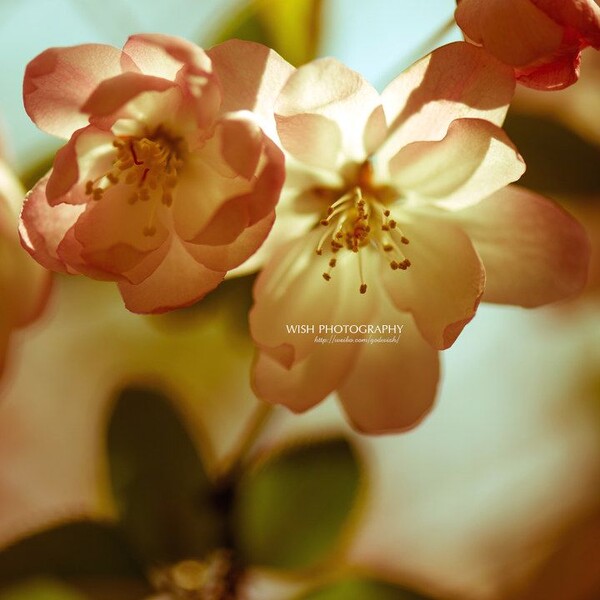4月 樱 - 樱花, 上海, 中山公园 - guowish