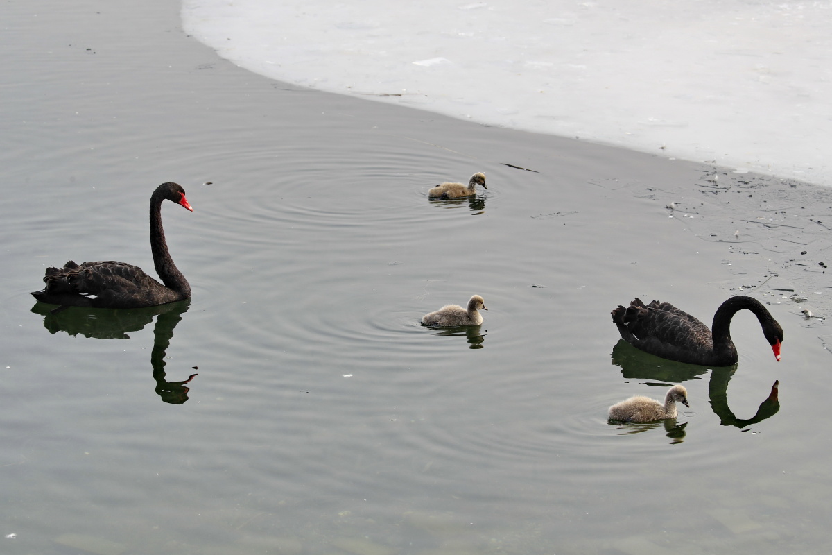 最后的院落2_消失的村庄 - 建筑, 祠堂, 蓝翎摄影