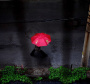 雨中景调