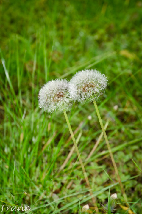 你看不到的雨后西安交大 - 冯天宇_影像ping哥