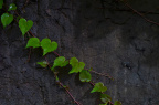 _DSC0248