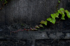 _DSC0249