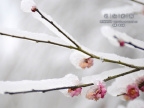 20080129_97f1780221aba167c5d9yEKOS0H3MQ4s