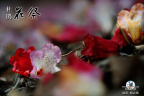 2010051116315124