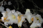 2010051116323719