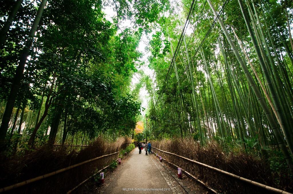京都岚山-竹林小径 - 风景, 旅行, 日系, 绿色, 尼