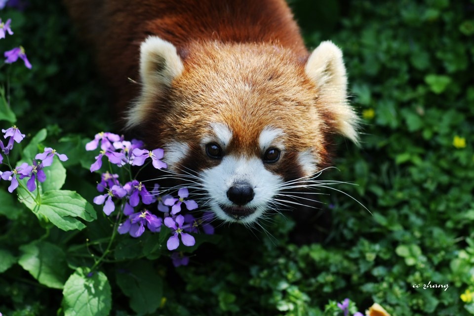 小熊猫 有抱琵琶半遮面大概就是这么回事吧~