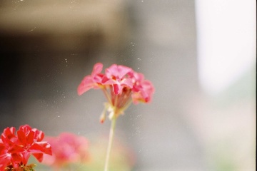 花花