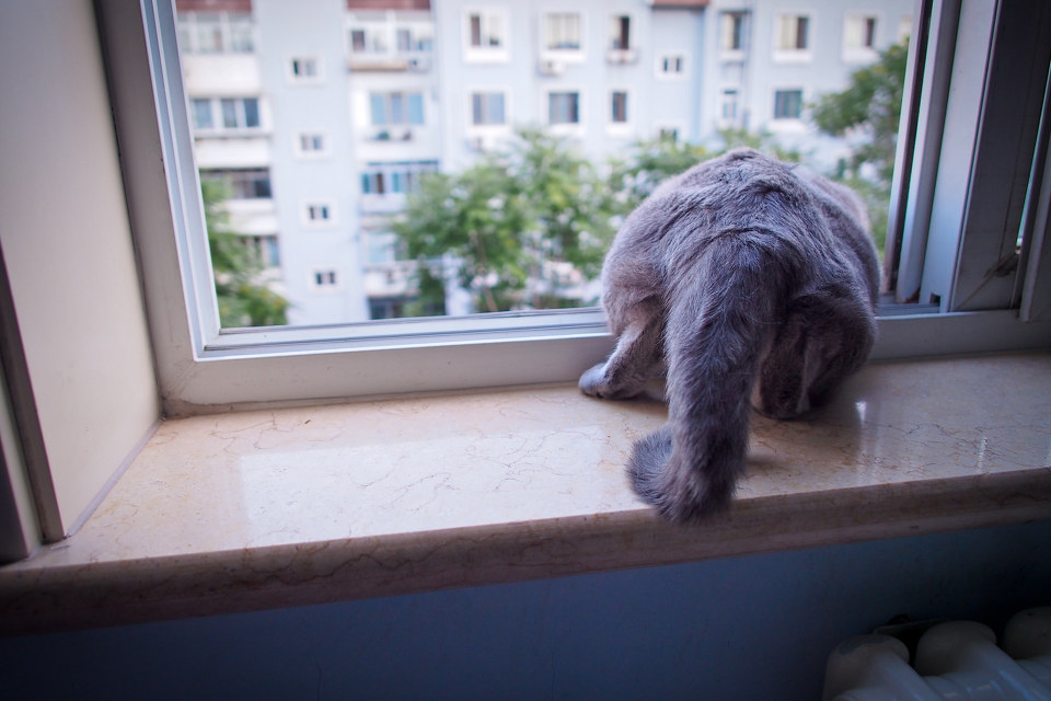 <em>好奇害死猫</em>+-+猫,+em5