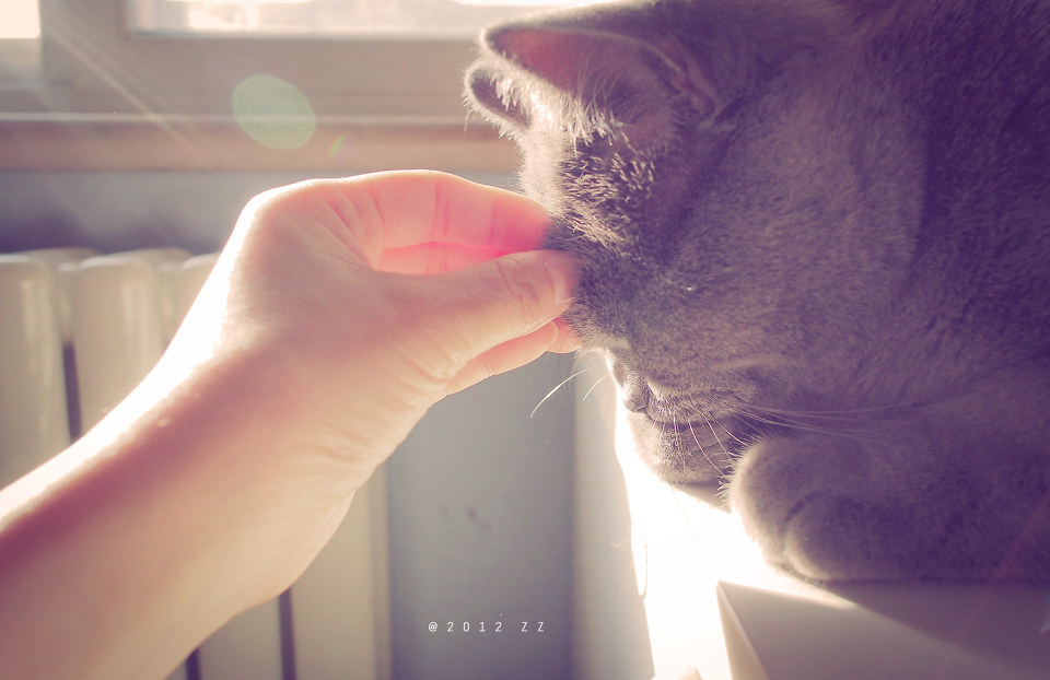 <em>脑门痒痒</em> - 猫 - 冬日 晒 爪图 - OliviaZZ - 图虫摄