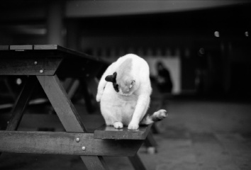 肥猫
