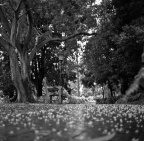 mamiyaSG-201204R1-5