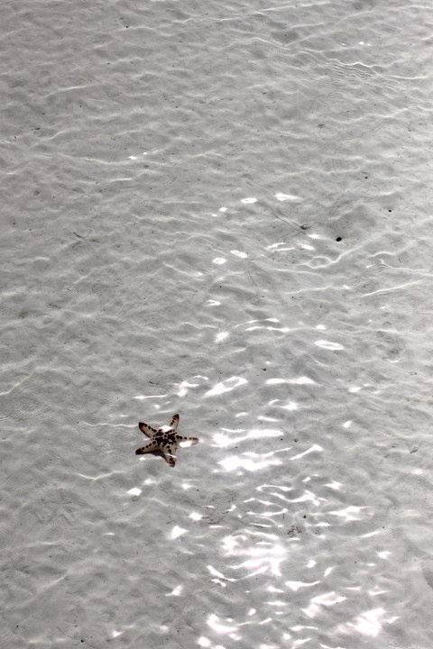 海星