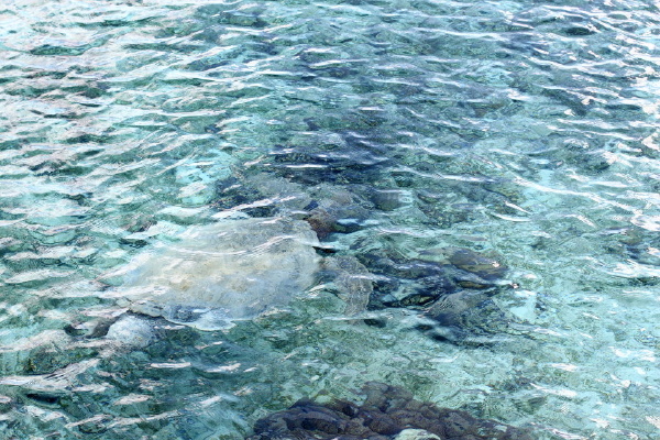 海龟