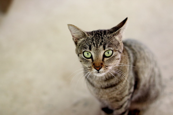 猫