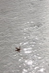 海星