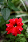 小红