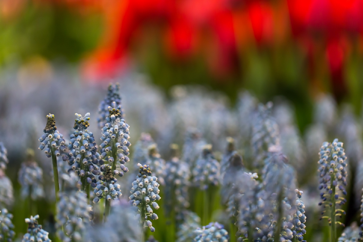 IMAGE: http://photos.tuchong.com/240679/f/4319287.jpg