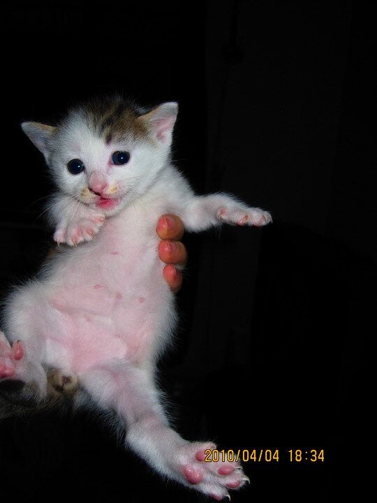 一个月大时 猫 一个月大时 huweicandy 图虫摄影网
