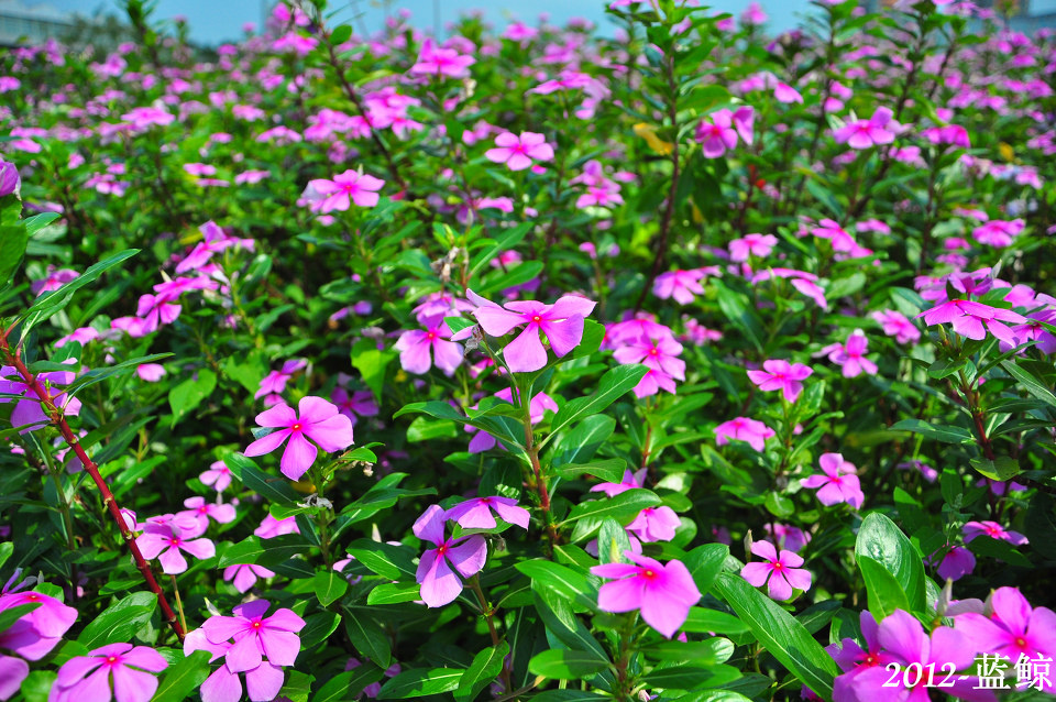 深圳园博园-采风 - Silence_Robin