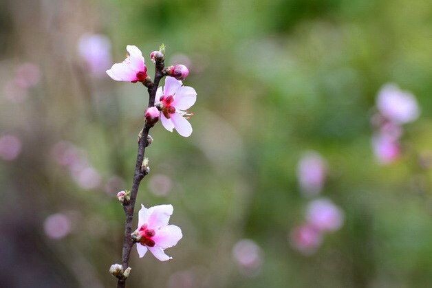 二月桃花dsc_2114