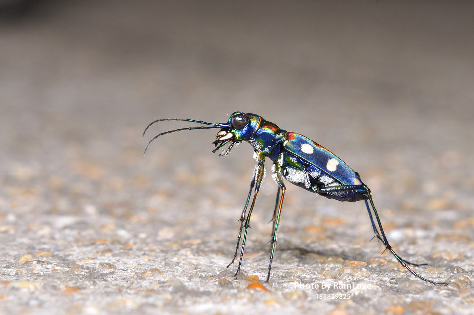 嘶嘶嘶是什么意思 2785695.jpg