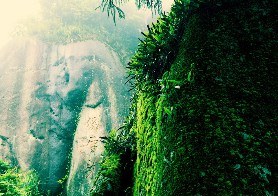 绿雪芽 - 临波静心 - 图虫摄影网