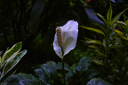 SDIM1630