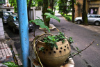 SDIM1650