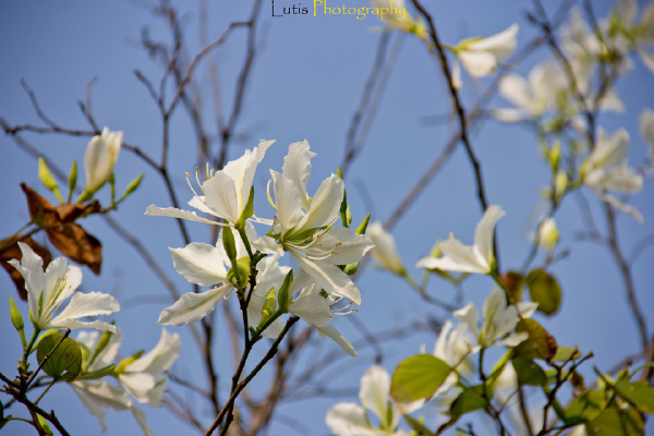 grazy-5 - 图虫摄影网