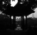 天鹅